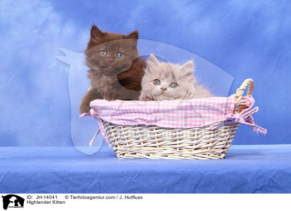 Highlander Kitten / JH-14041