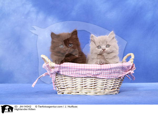 Highlander Kitten / JH-14042