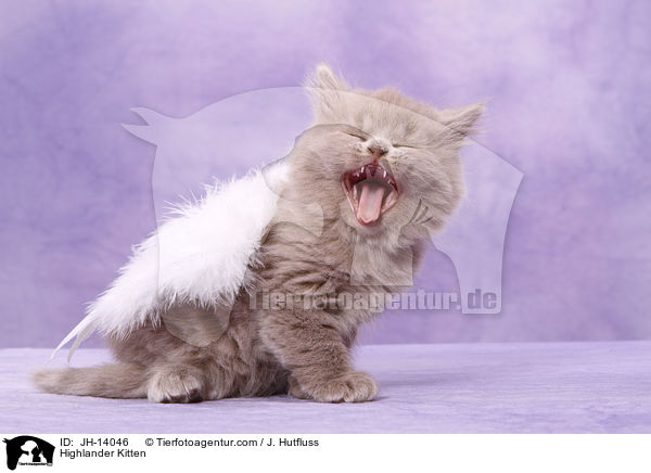 Highlander Kitten / JH-14046
