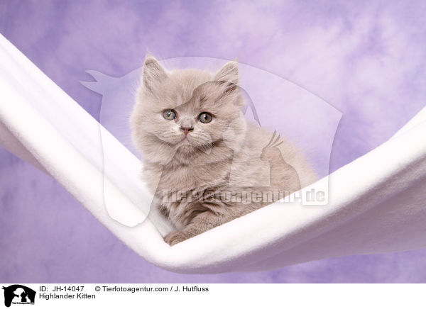 Highlander Kitten / JH-14047