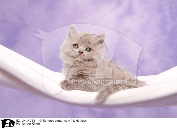 Highlander Kitten / JH-14048