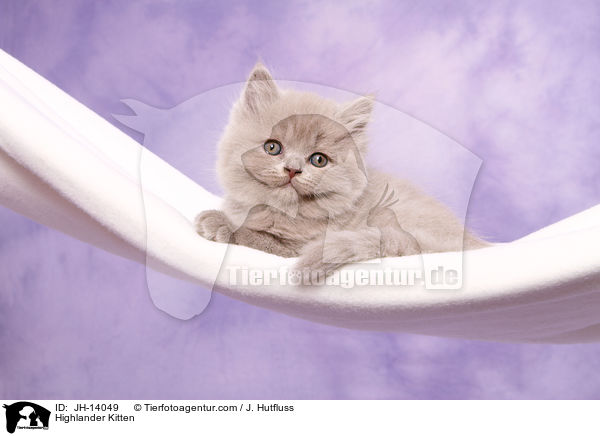 Highlander Kitten / JH-14049