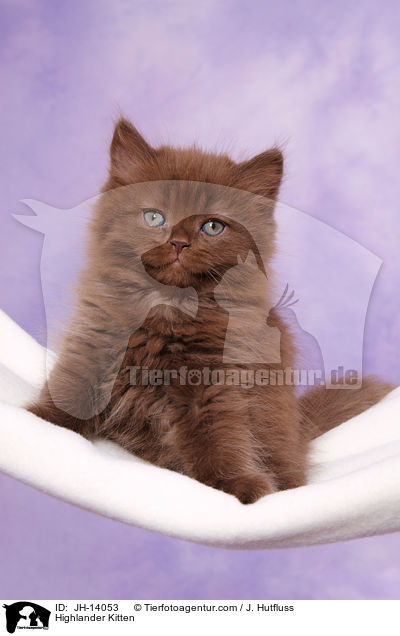 Highlander Kitten / JH-14053