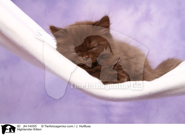 Highlander Kitten / JH-14055