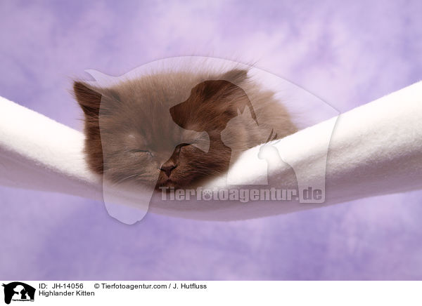 Highlander Ktzchen / Highlander Kitten / JH-14056