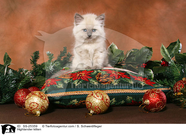 Highlander kitten / SS-25359