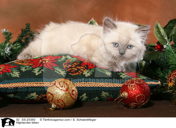 Highlander kitten / SS-25360