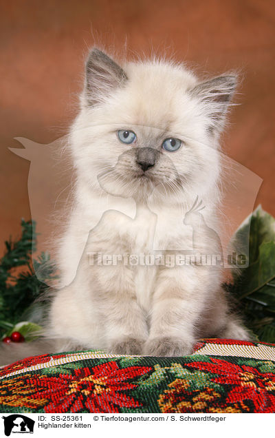 Highlander kitten / SS-25361