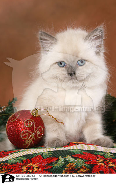 Highlander kitten / SS-25362