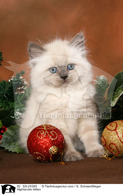 Highlander kitten / SS-25365