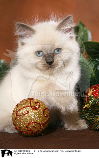 Highlander kitten / SS-25366