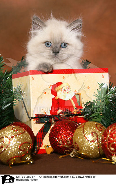 Highlander kitten / SS-25367
