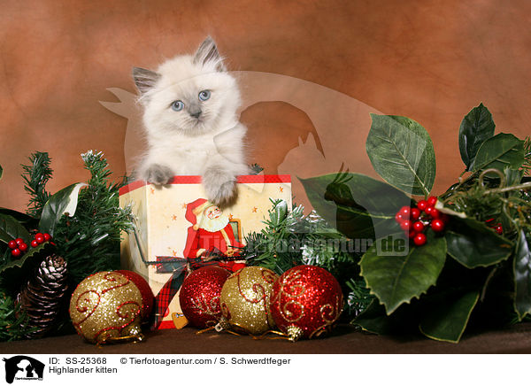 Highlander kitten / SS-25368