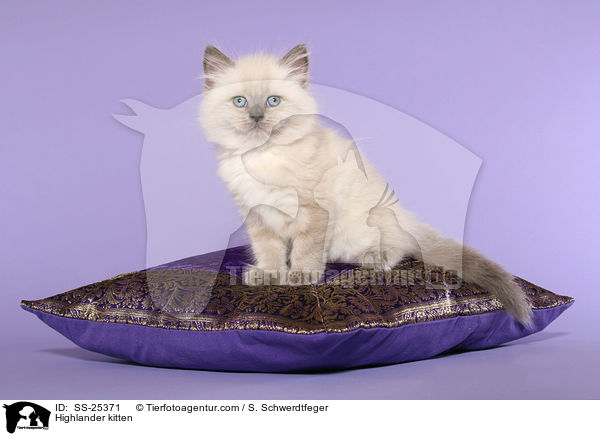 Highlander kitten / SS-25371