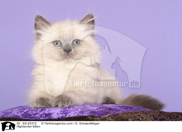 Highlander kitten / SS-25372