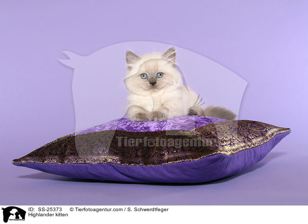 Highlander kitten / SS-25373