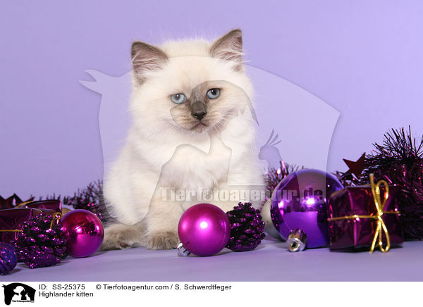Highlander Ktzchen / Highlander kitten / SS-25375