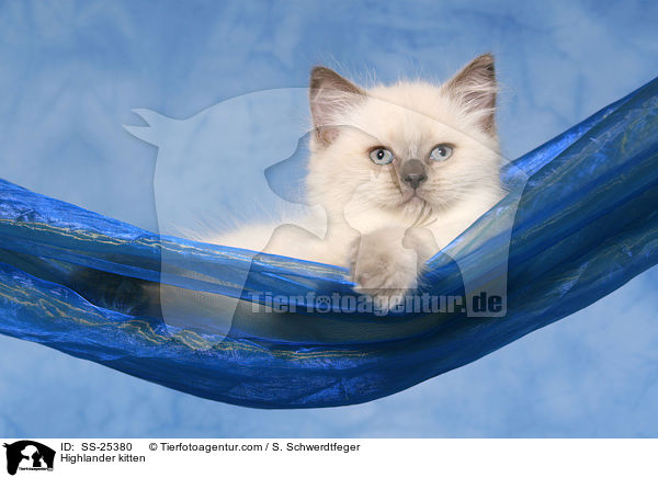 Highlander Ktzchen / Highlander kitten / SS-25380