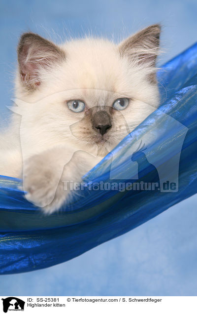 Highlander kitten / SS-25381