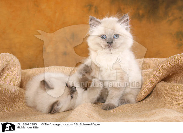Highlander kitten / SS-25383