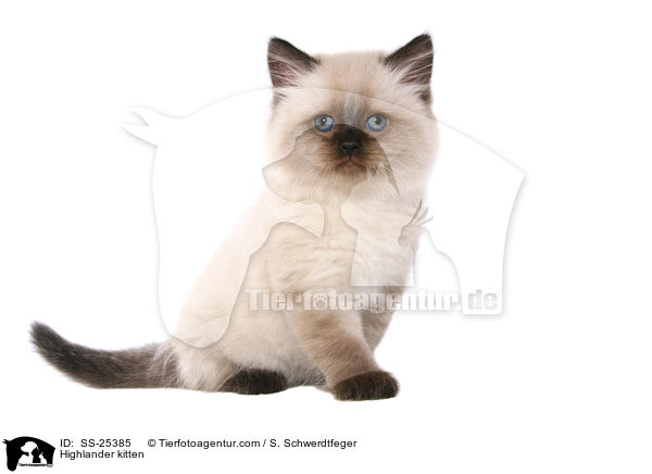 Highlander kitten / SS-25385