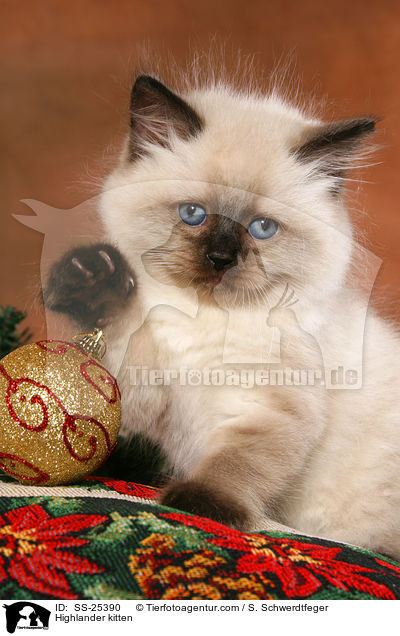 Highlander Ktzchen / Highlander kitten / SS-25390