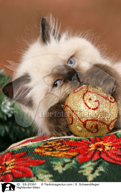 Highlander Ktzchen / Highlander kitten / SS-25391