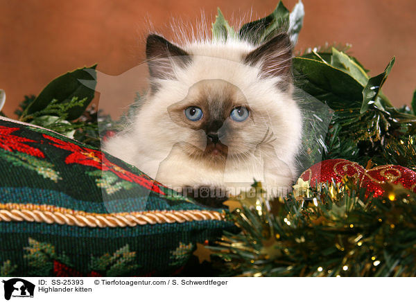 Highlander Ktzchen / Highlander kitten / SS-25393
