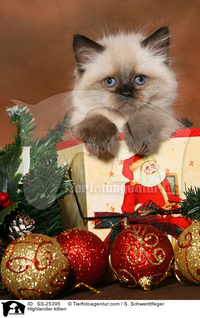 Highlander kitten / SS-25395
