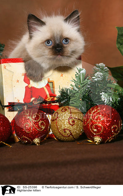 Highlander kitten / SS-25396