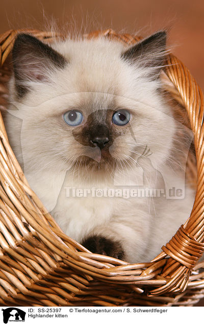 Highlander kitten / SS-25397