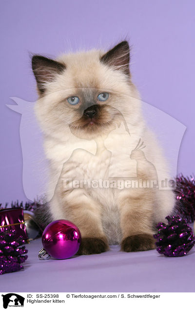 Highlander kitten / SS-25398