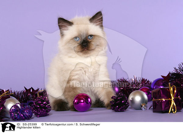 Highlander kitten / SS-25399