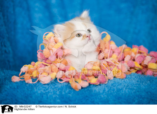 Highlander kitten / NN-02247