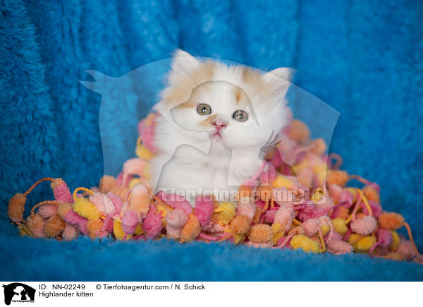 Highlander kitten / NN-02249