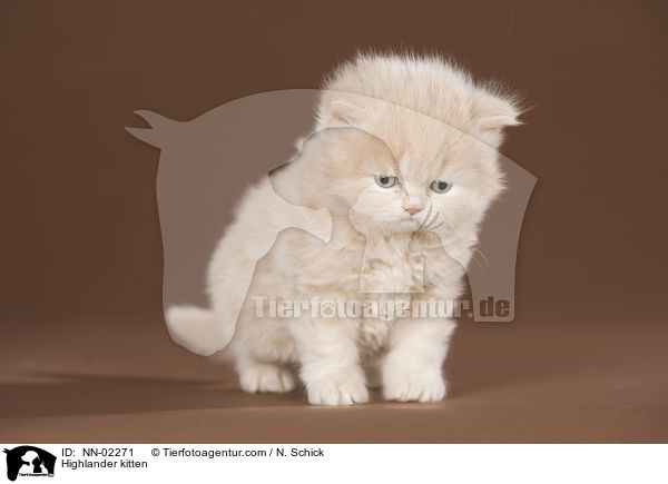 Highlander kitten / NN-02271