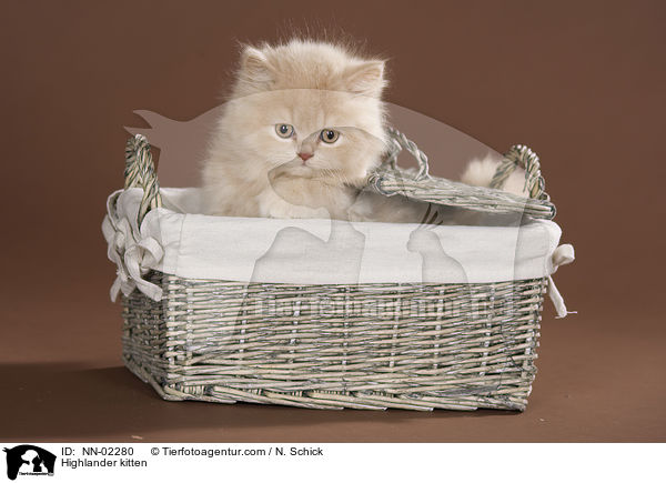 Highlander kitten / NN-02280