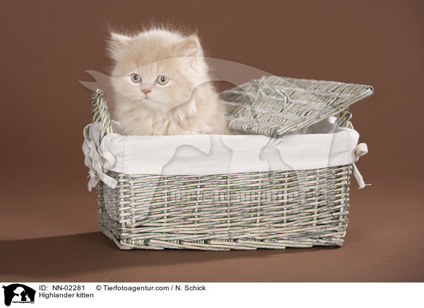 Highlander kitten / NN-02281
