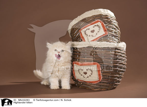 Highlander kitten / NN-02283