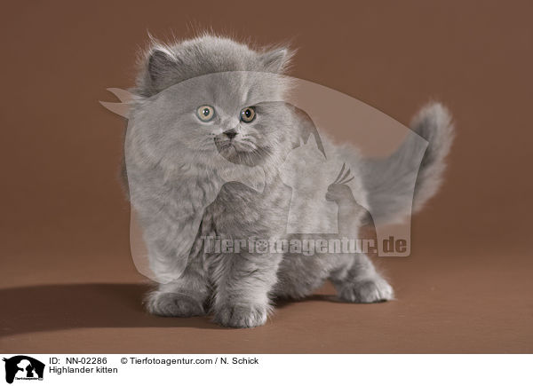 Highlander kitten / NN-02286