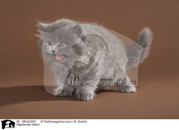 Highlander kitten / NN-02287