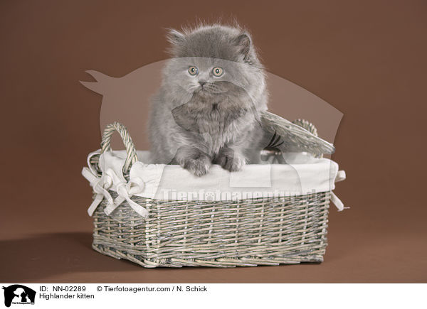 Highlander kitten / NN-02289