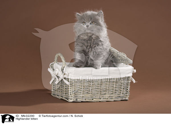 Highlander kitten / NN-02290