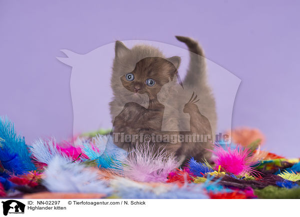 Highlander kitten / NN-02297