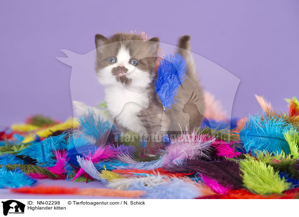 Highlander kitten / NN-02298