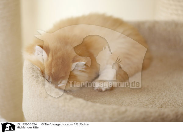 Highlander kitten / RR-56524