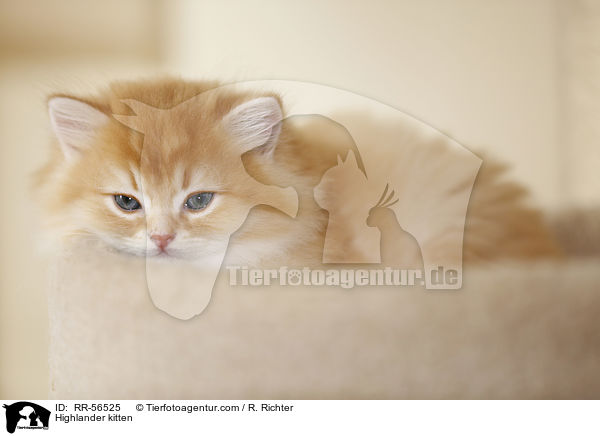 Highlander kitten / RR-56525