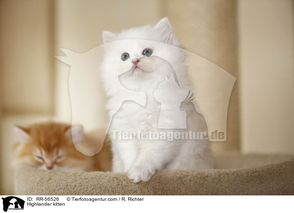 Highlander kitten / RR-56526