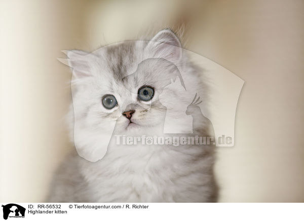 Highlander kitten / RR-56532
