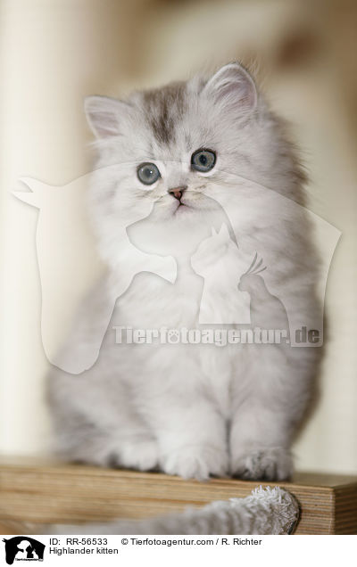 Highlander kitten / RR-56533